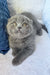 Cute Gray Scottish Fold Kitten from the Nazar collection, ready to steal your heart!