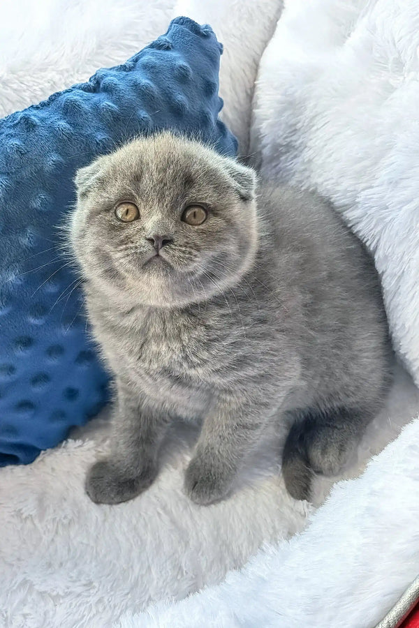 Cute Gray Scottish Fold kitten named Nazar in a cozy setting