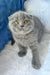 Gray Scottish Fold kitten named Nazar, looking adorable and playful