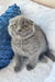 Gray Scottish Fold kitten named Nazar, super cute and playful. Perfect pet!