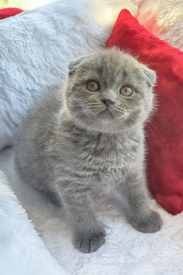 Cute Gray Scottish Fold Kitten from Nazar, perfect for any cat lover’s collection