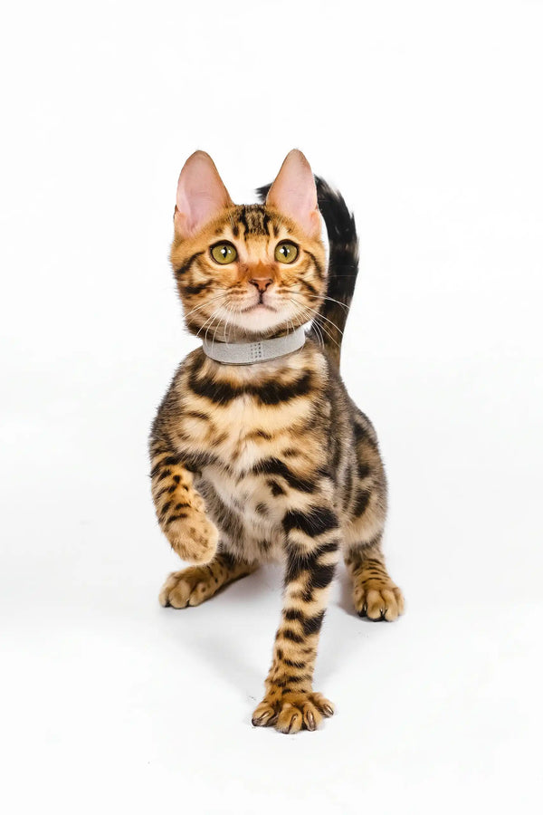 Neal | bengal kitten
