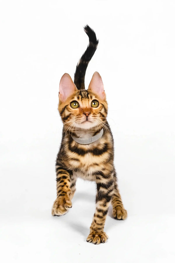 Neal | bengal kitten