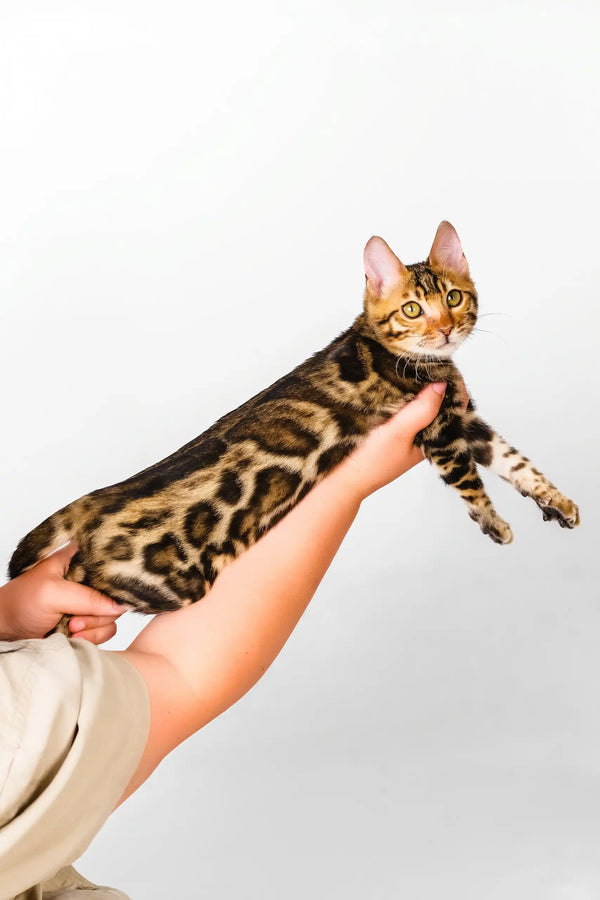 Neal | bengal kitten