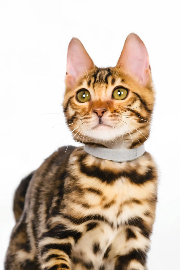 Neal | bengal kitten