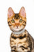 Neal | bengal kitten