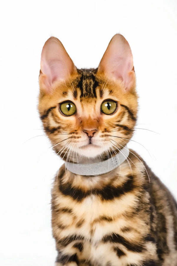 Neal | bengal kitten