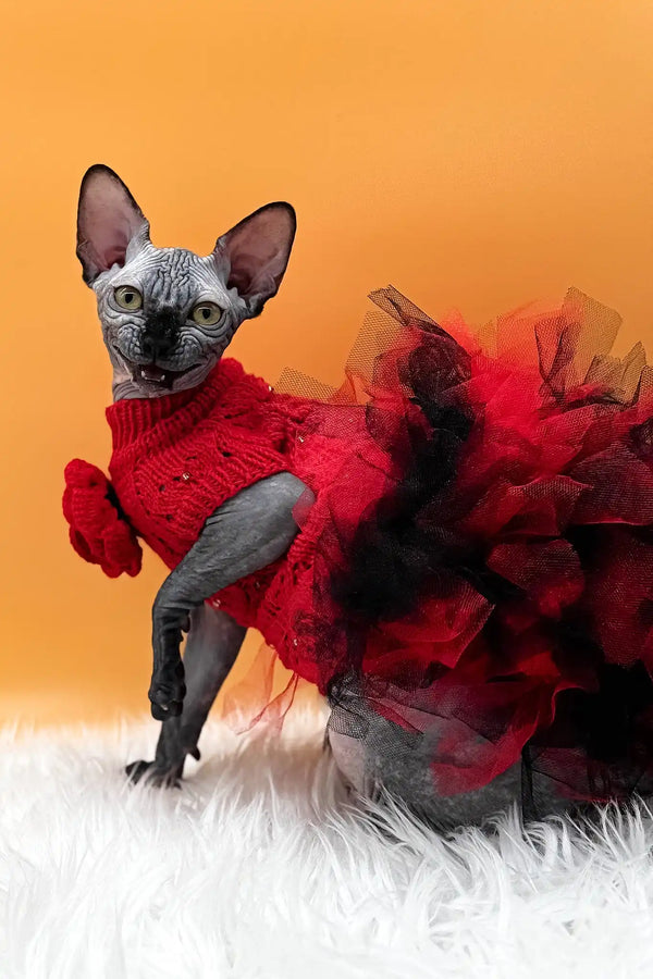 Nefertiti | canadian sphynx kitten