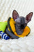 Nefertiti | canadian sphynx kitten