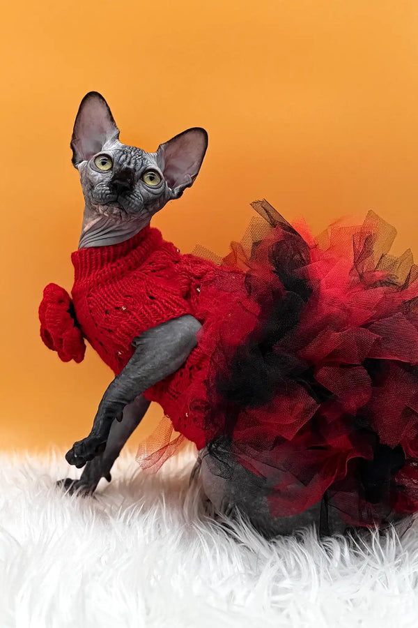 Nefertiti | canadian sphynx kitten