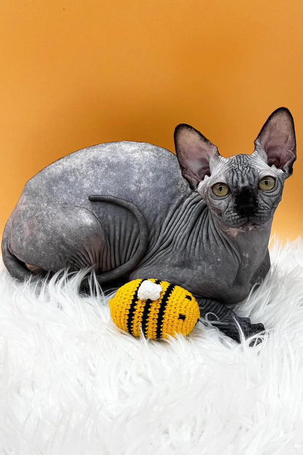 Nefertiti | canadian sphynx kitten