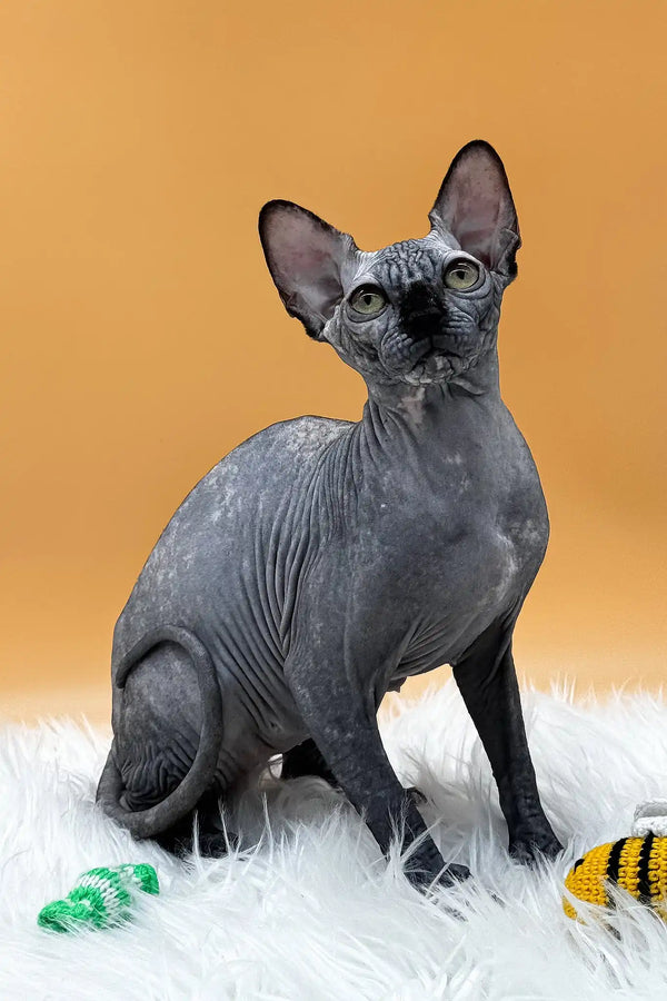 Nefertiti | canadian sphynx kitten