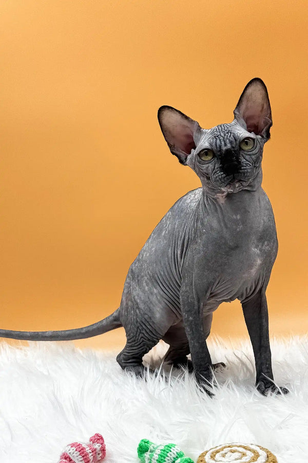 Nefertiti | canadian sphynx kitten
