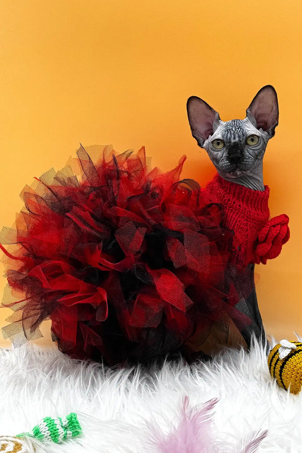 Nefertiti | canadian sphynx kitten