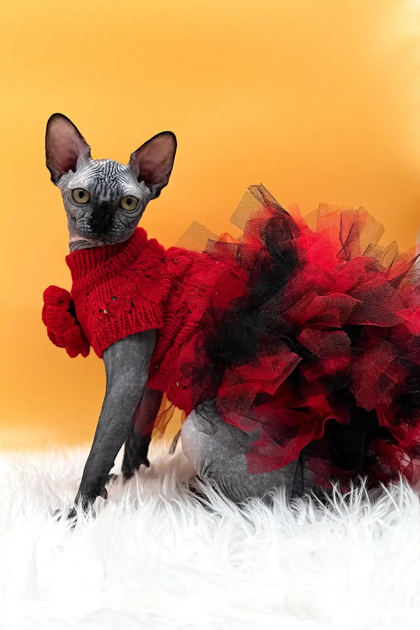 Nefertiti | canadian sphynx kitten