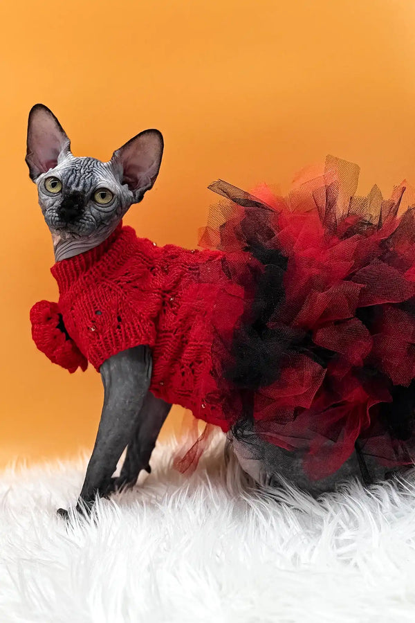 Nefertiti | canadian sphynx kitten