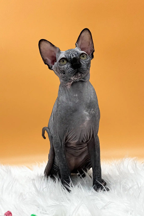 Nefertiti | canadian sphynx kitten