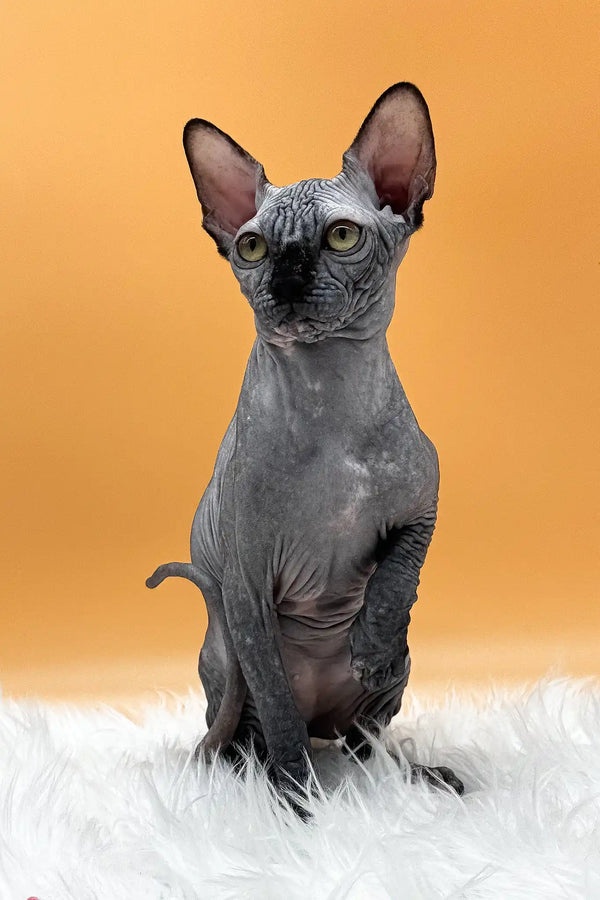 Nefertiti | canadian sphynx kitten