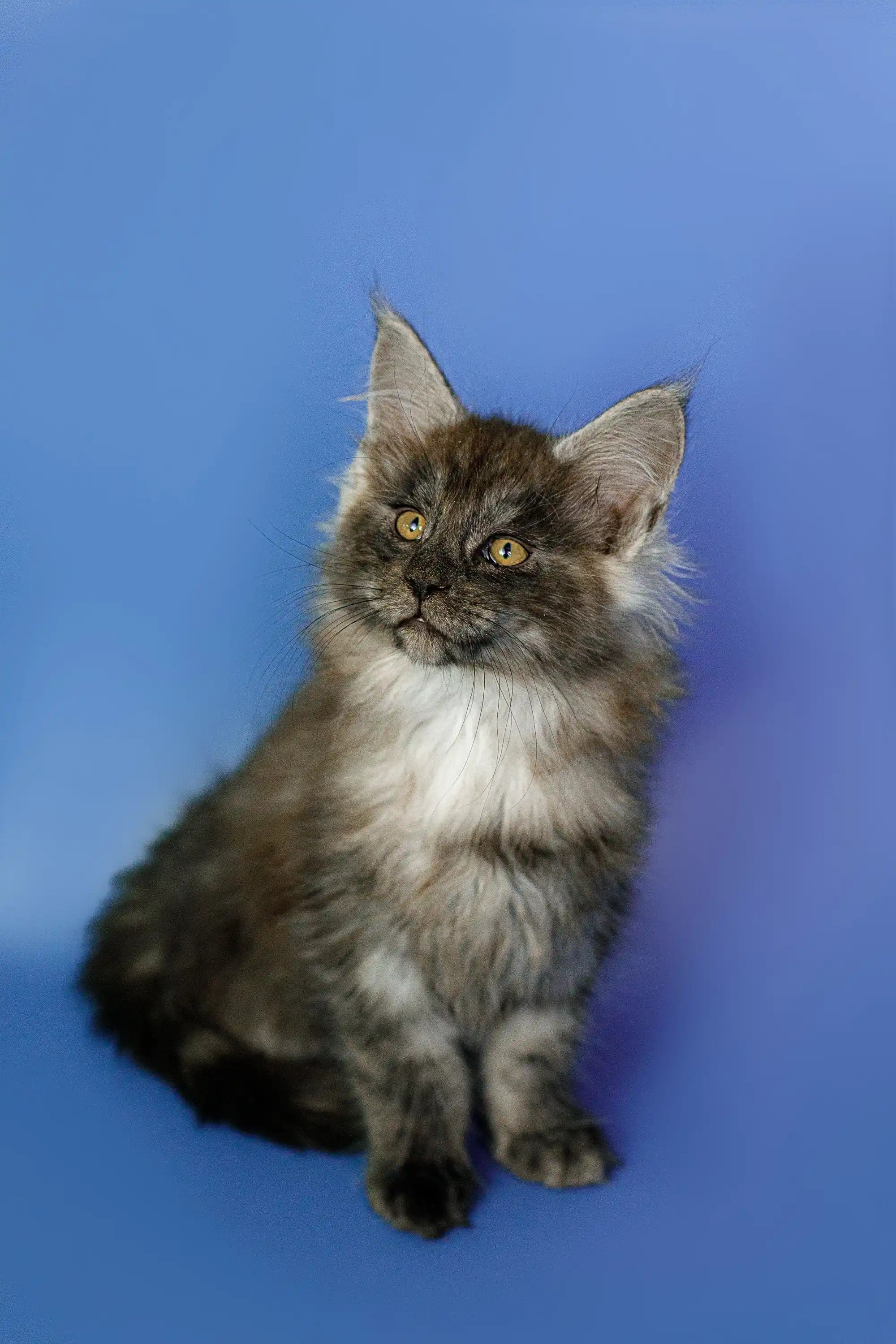 Maine Coon Kittens for Sale Nefertiti | Kitten