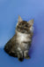 Fluffy gray and white Maine Coon kitten sitting upright, showcasing its adorable charm