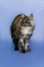 Fluffy gray and white Maine Coon kitten Nefertiti standing upright and adorable