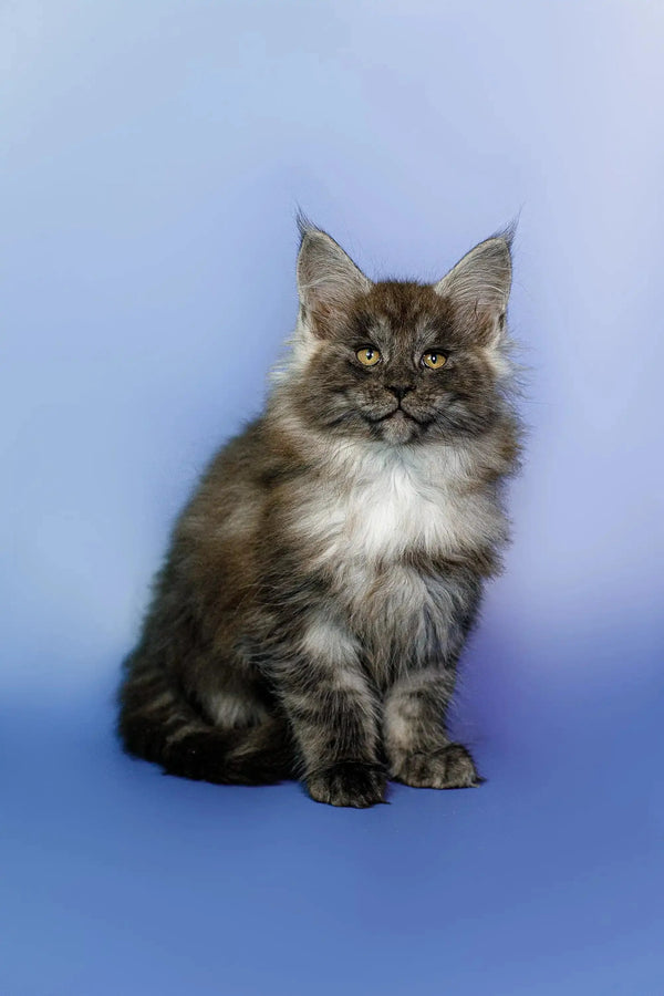 Fluffy Maine Coon kitten with a serious look, showcasing the beauty of black smoke fur