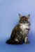 Fluffy gray and white Maine Coon kitten Nefertiti sitting upright, looking adorable