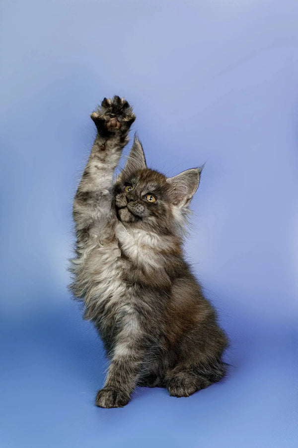 Fluffy gray Maine Coon kitten with paw raised, perfect for Nefertiti fans
