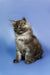 Fluffy gray and white Maine Coon kitten named Nefertiti sitting upright