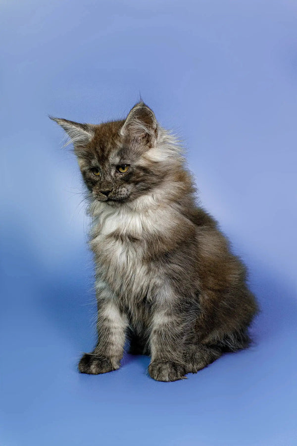 Fluffy gray and white Maine Coon kitten named Nefertiti sitting upright