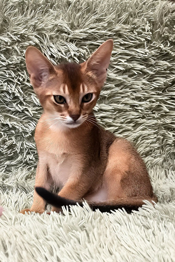 Nelson | abyssinian kitten
