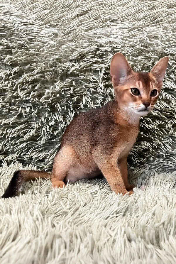 Nelson | abyssinian kitten