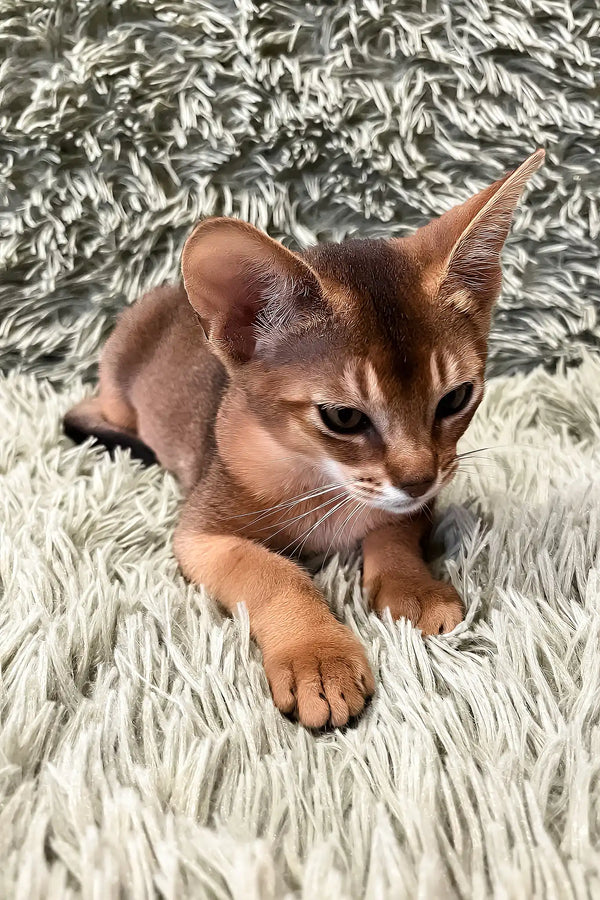 Nelson | abyssinian kitten