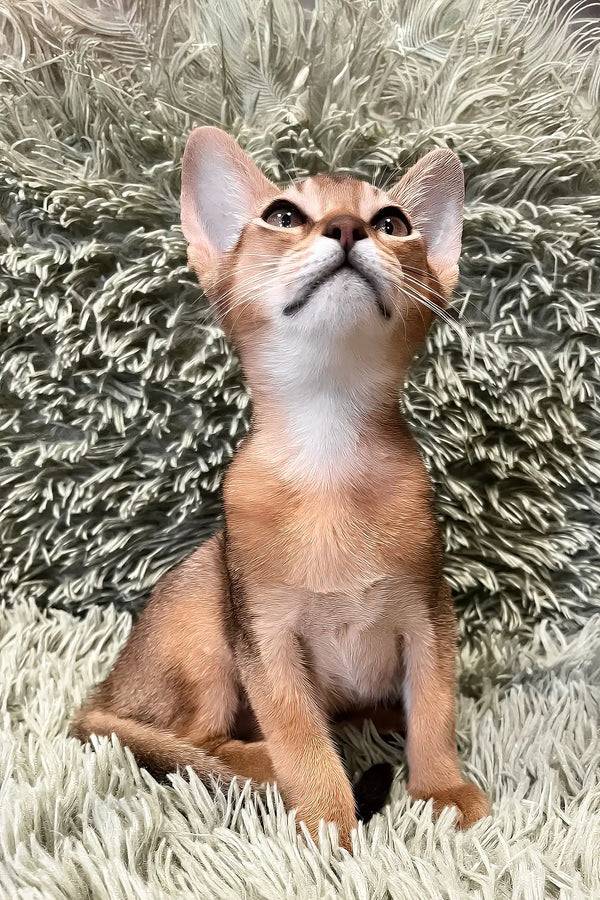 Nelson | abyssinian kitten