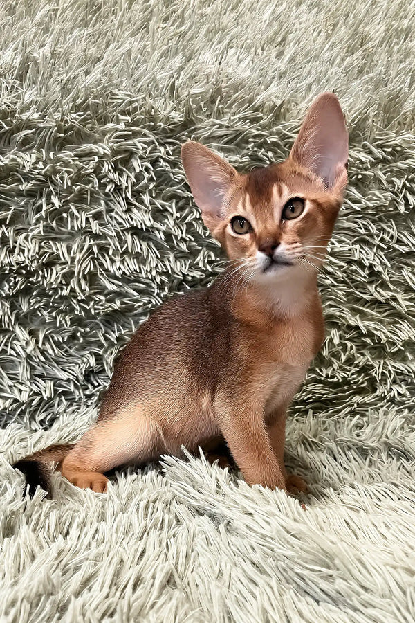 Nelson | abyssinian kitten