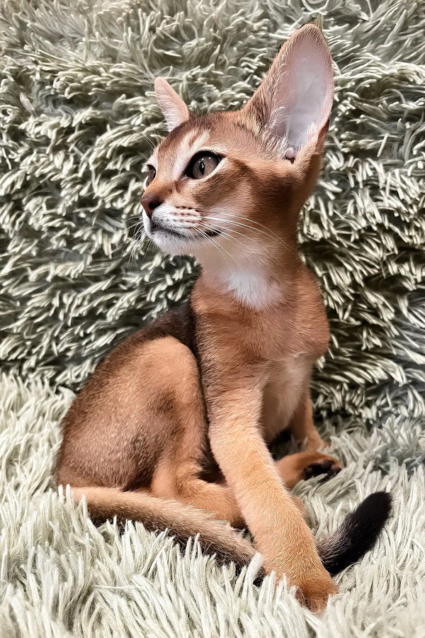 Nelson | abyssinian kitten