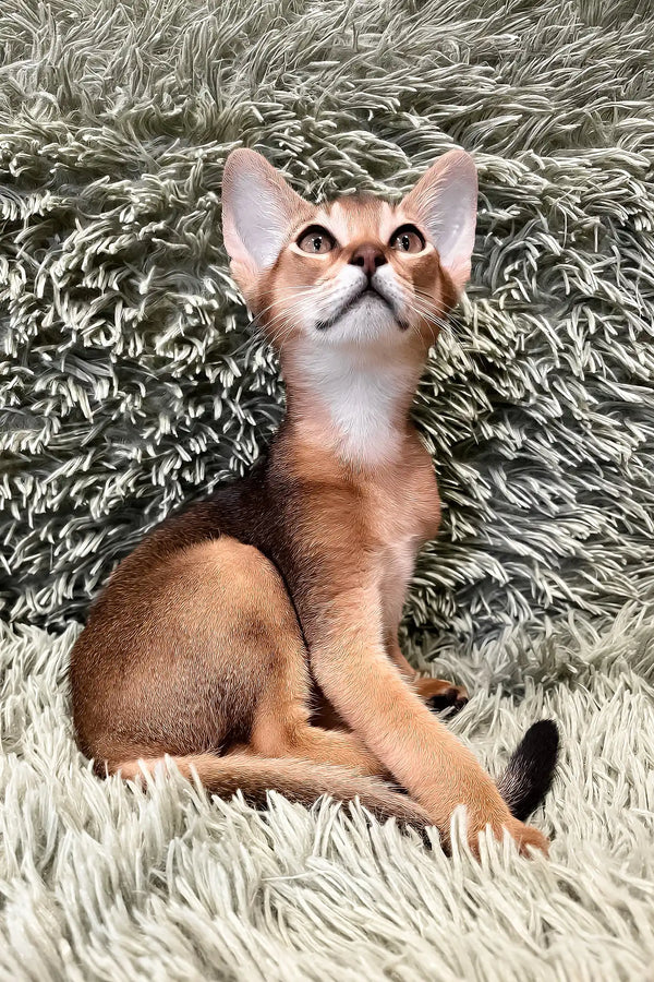 Nelson | abyssinian kitten