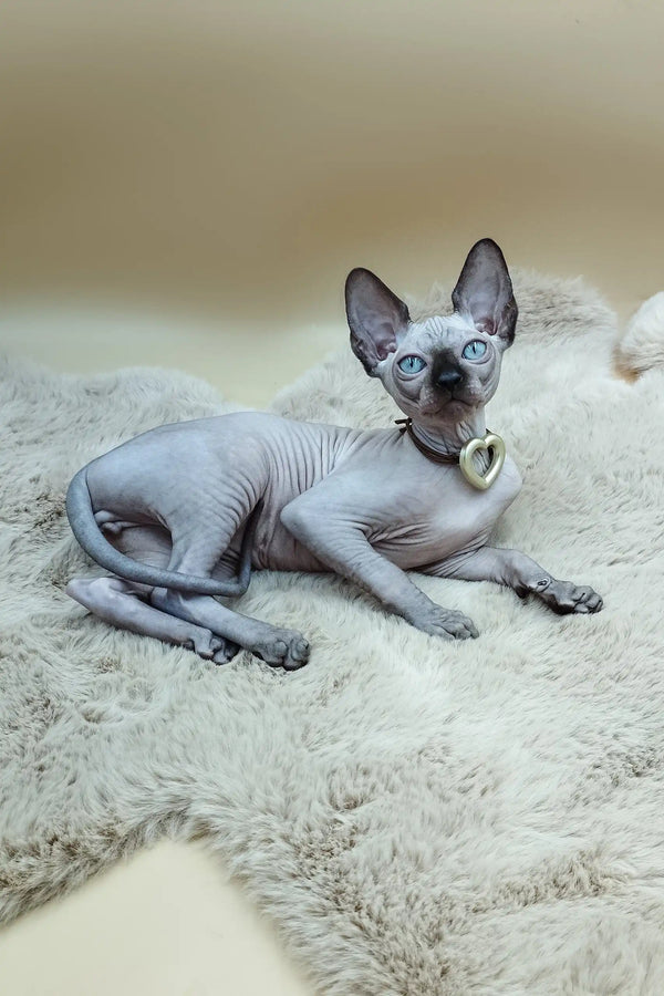 Sphynx Kitten Nelson with blue eyes wearing a heart pendant, super cute and unique!