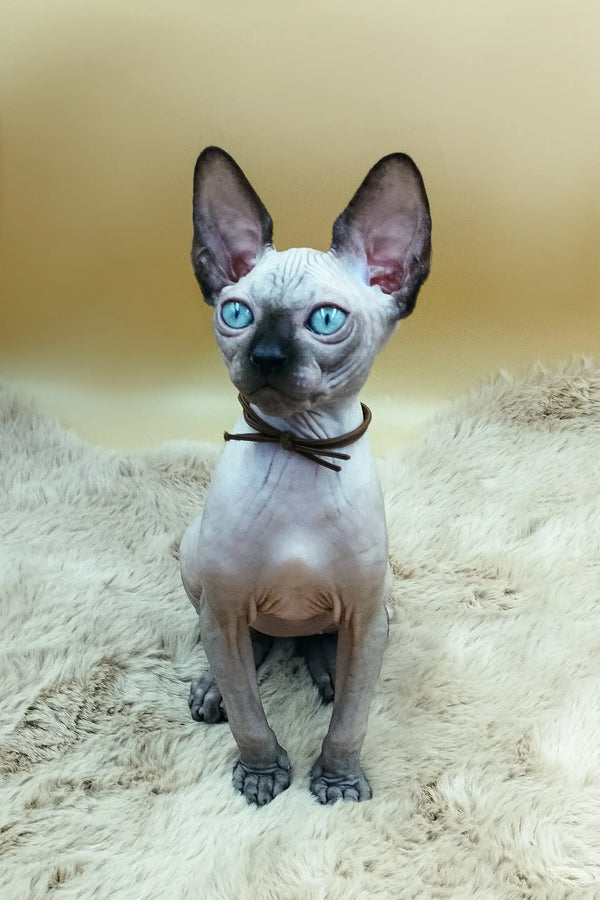 Hairless Sphynx kitten named Nelson showing off his adorable blue eyes