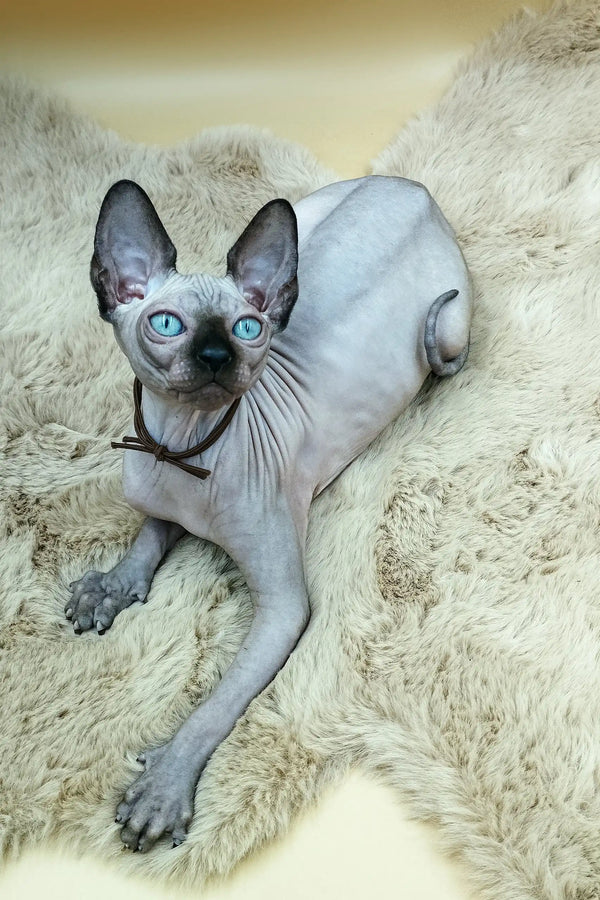 Hairless Sphynx kitten named Nelson with striking blue eyes ready for a new home
