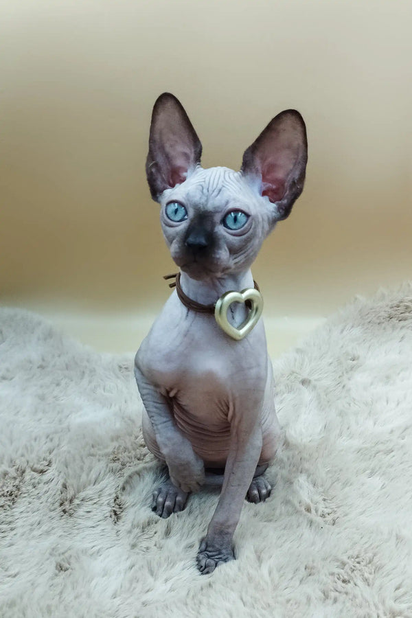 Cute Hairless Sphynx Kitten Nelson with blue eyes and heart pendant