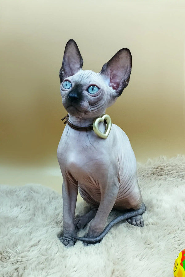Cute Hairless cat wearing a heart pendant from Nelson Sphynx Kitten collection