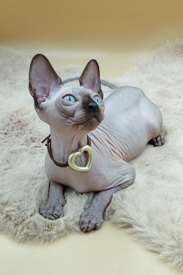Hairless Sphynx kitten Nelson wearing a cute heart pendant