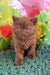 Cute brown British Shorthair kitten named Nemo with striking blue eyes