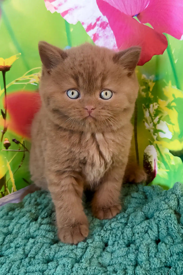 Adorable brown British Shorthair kitten named Nemo with bright blue eyes