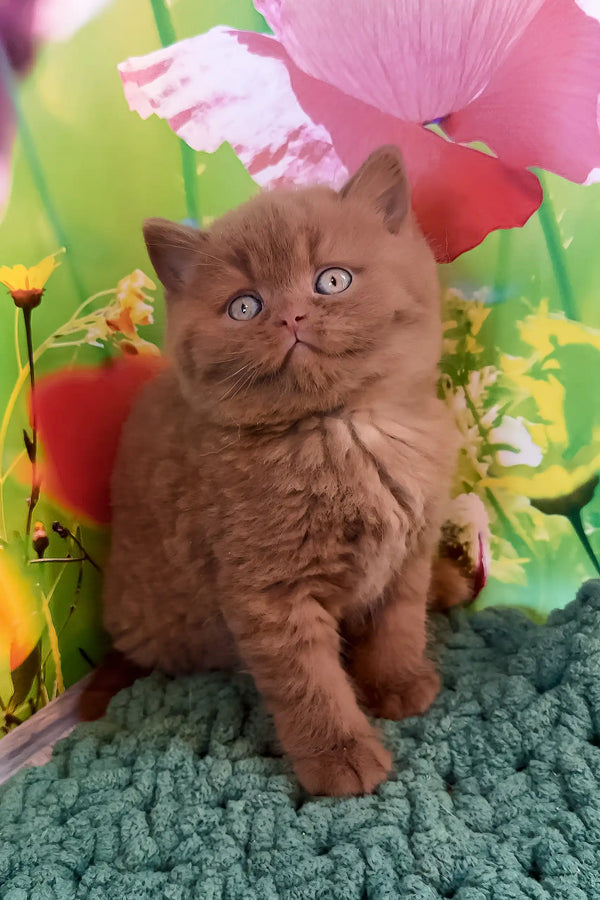 Cute Brown British Shorthair kitten named Nemo ready for a cozy new home