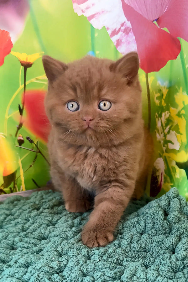 Cute Brown kitten with blue eyes, Nemo, a playful British Shorthair Kitten