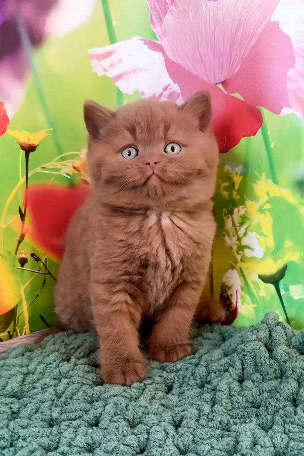 Adorable brown kitten with wide eyes from Nemo, the British Shorthair Kitten