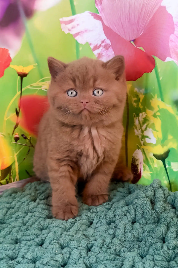 Chocolate-colored British Shorthair kitten named Nemo with striking blue eyes