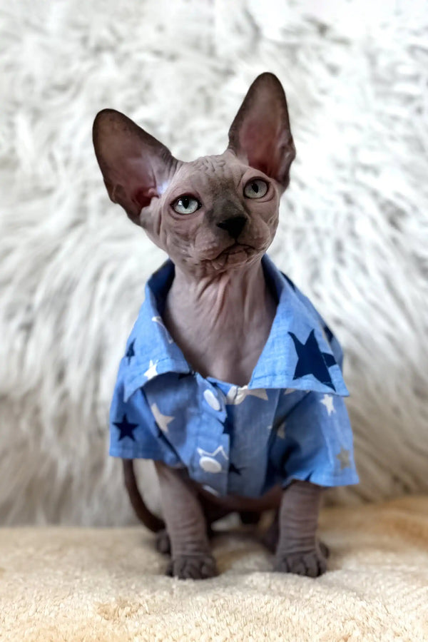 Nemo | canadian sphynx kitten